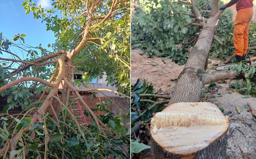 Bombeiros removem abacateiro que caiu sobre residência em Maceió