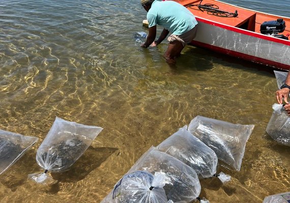 Peixamento repovoa rio São Francisco com espécie ameaçada de extinção