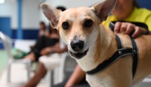 Primeiro Mutirão de Castração no HC Pet promove mais de 80 cirurgias