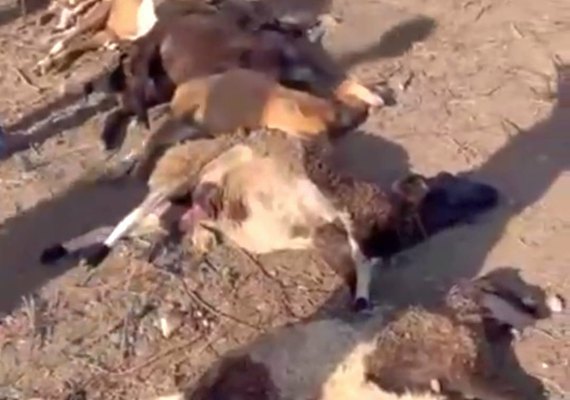 'Chupa-cabras' já percorreu mais 78 km com ataques e mortes de animais