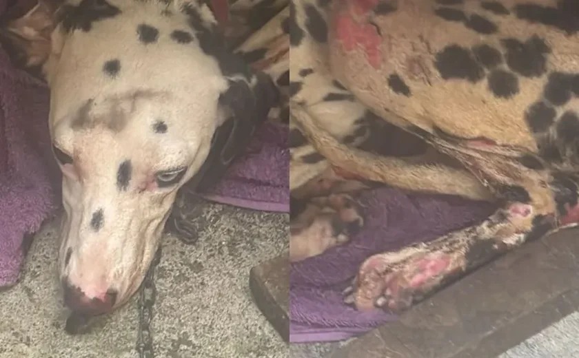 Homem que incendiou casa  da companheira e feriu cachorro é reincidente em violência doméstica