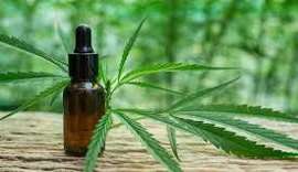 DP aciona Justiça para garantir regulamentação imediata da lei estadual que prevê distribuição de canabidiol pelo SUS