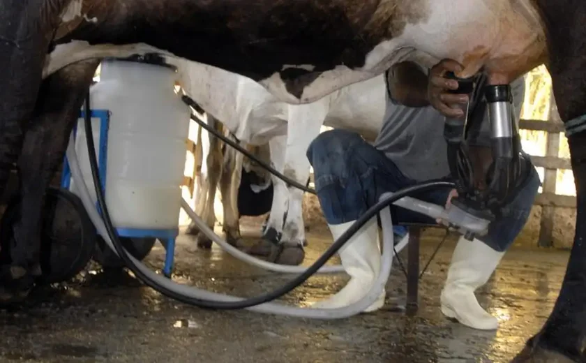Produção de leite bate recorde mesmo com redução de vacas ordenhadas
