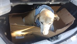 Polícia Civil investiga crime de maus-tratos contra cão que foi esfaqueado em Viçosa