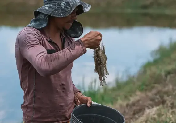 Criação de camarão avança em Alagoas e impulsiona desenvolvimento no campo