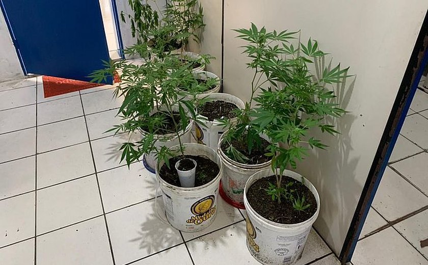 Homem é preso com plantação caseira de maconha no quintal de casa