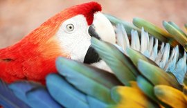Turismo de Observação de Aves ganha destaque em Paulo Afonso