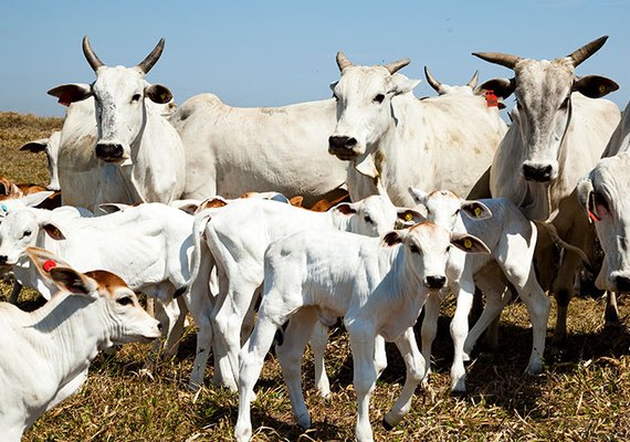 AL sofre queda na produção de leite, mas produto segue como destaque