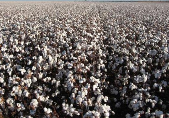 Brasil pode ter colheita recorde de algodão neste ano