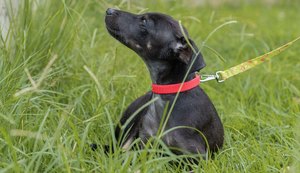 Prefeitura de Maceió realiza Feira de Adoção na Rua Aberta no domingo (17)