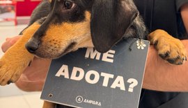 Galeria Paseo Gruta promove evento de adoção de pets aos sábados