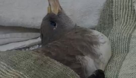 Biólogo alerta para risco de gripe aviária ao tocar ou recolher aves migratórias