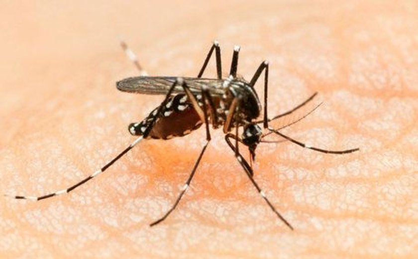 Justiça autoriza empresa a comercializar Aedes aegypti modificado