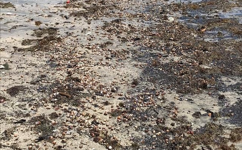 Mais mariscos aparecem mortos na Praia de São Bento