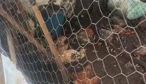 Vídeo: mais de 20 galinhas foram mortas de forma misteriosa em Taquarana