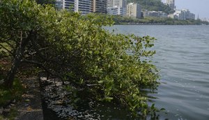 Rio de Janeiro conclui retirada de peixes mortos da Lagoa Rodrigo de Freitas