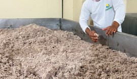 Coopaiba processa 600 mil quilos de coco e supera 1,2 milhão de frutos no 1º trimestre de 2026