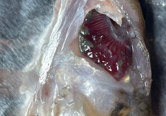 Análises indicam  que peixes morreram por intoxicação
