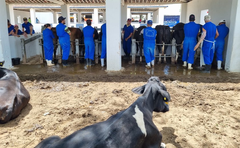 Pequenos produtores rurais participam de curso sobre inseminação artificial na Expo Bacia Leiteira