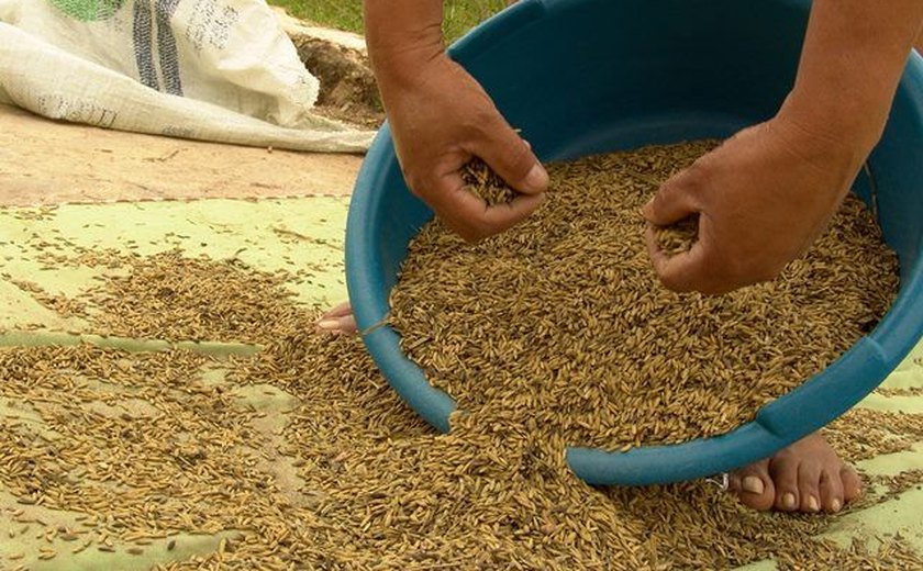 Novas variedades de arroz são testadas para cultivo no Baixo São Francisco alagoano