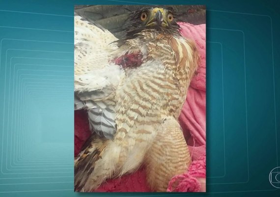 Aves são atingidas por balas perdidas em áreas nobres do Rio de Janeiro