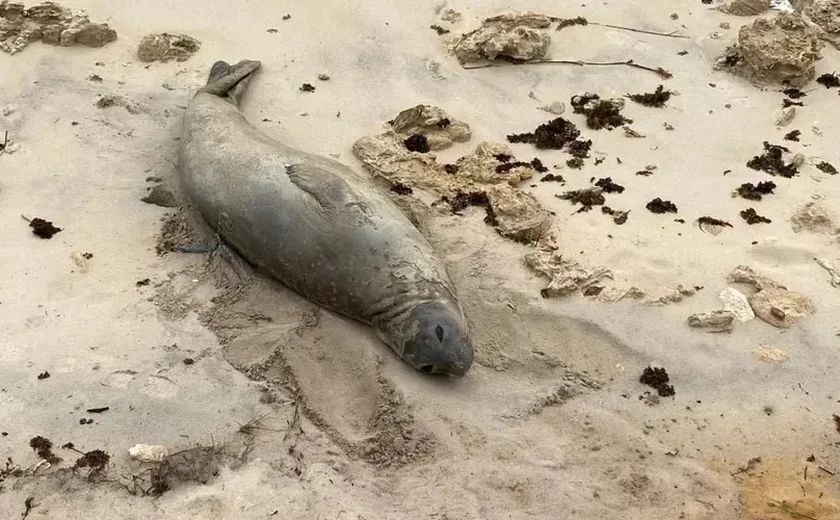 Elefante-marinho encontrado morto em Alagoas pode ser animal que encantou moradores