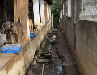Abrigo pede ajuda para evitar impacto das chuvas em espaço que acolhe cães