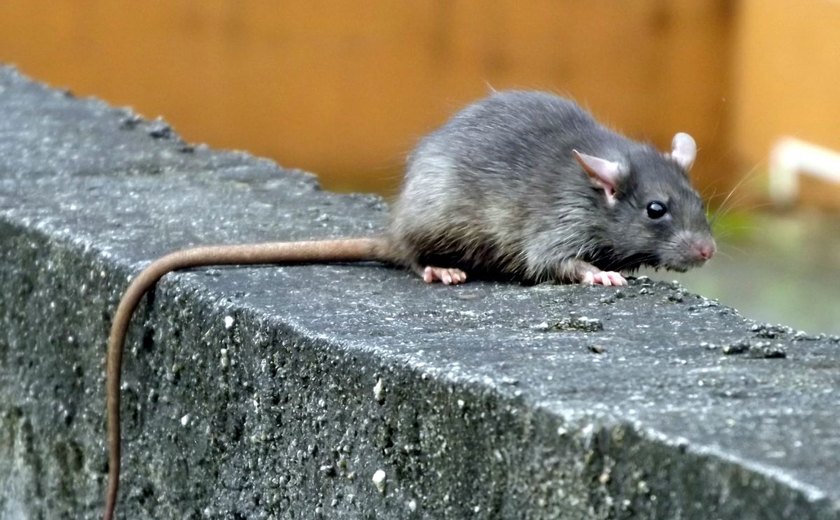 Policiais argentinos acusam ratos de comer meia tonelada de maconha