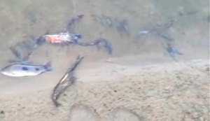 Técnicos da Secretaria de Agricultura constatam veneno em rio de Arapiraca