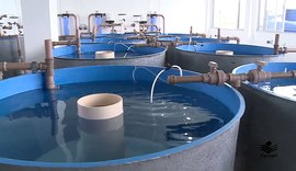 Aprovado em 2º turno projeto de dispensa de licença ambiental para a piscicultura continental