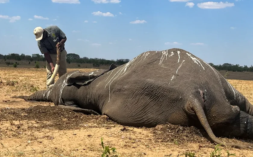 Dezenas de elefantes morrem de sede no Zimbábue devido à seca