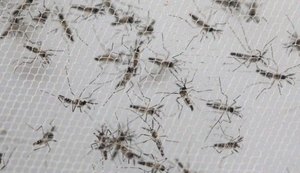 Mosquitos do ‘bem’ combatem a dengue