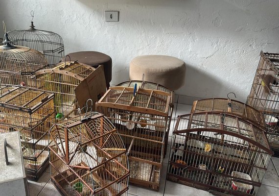 Polícia Militar resgata dezenas de aves silvestres em municípios do interior de Alagoas