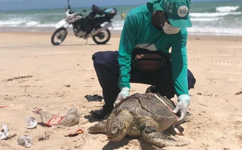 De janeiro a abril 634 tartarugas marinhas encalharam no litoral alagoano