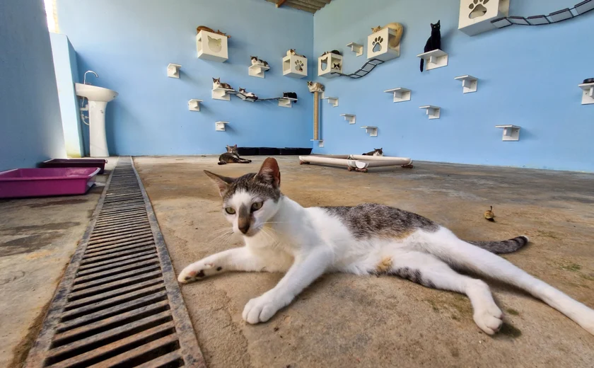 Programa de Apoio aos Animais promove Feira de Adoção