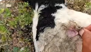 Novo ataque de criatura misteriosa causa a morte de gansos e ovelhas em Alagoas