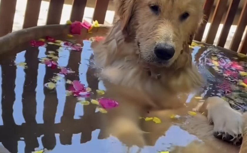 Preciso deixar meu Cão em um hotelzinho: será que ele vai se adaptar?