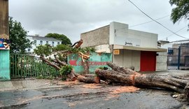 Chuvas provocam queda de árvore e rua do Centro de Maceió fica interditada