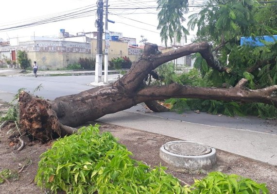 Árvore cai bloqueando trânsito na principal do Murilópolis
