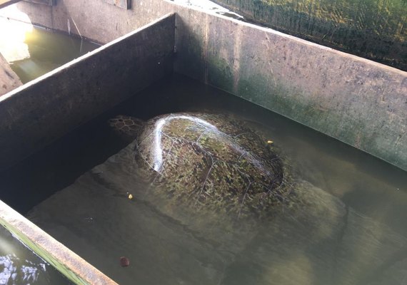 Tartaruga-verde é encontrada viva por pescadores na lagoa Manguaba