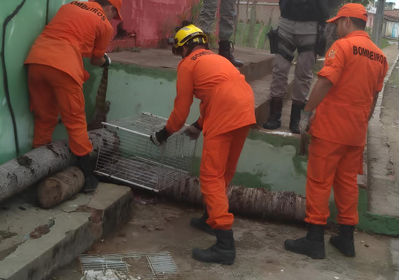 Bombeiros resgatam jacaré que circulava em via pública em Palmeira dos Índios