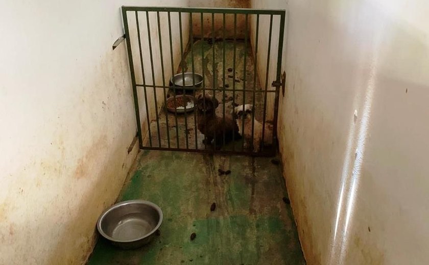 Comissão de Bem Estar Animal constata crime de maus tratos em canil no Tabuleiro
