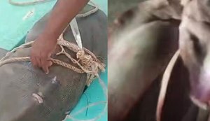 Vísceras encontradas na praia de Pajuçara chamam atenção e levantam suspeita de ligação com tubarão-tigre