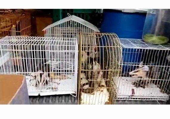 Ibama realiza soltura de animais apreendidos em Alagoas