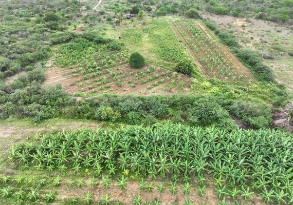 Após investigação do MP/AL, operação apreende 5t de maconha na Bahia