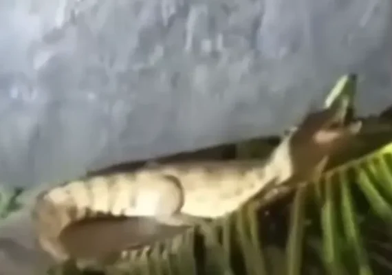 Após fortes chuvas em Maceió, jacaré é flagrado 'passeando' em calçada no Benedito Bentes