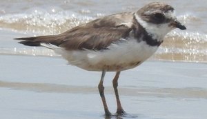 Pesquisadores de universidades alertam sobre impacto do óleo para aves