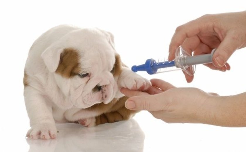 Arapiraca Garden promove vacinação contra raiva animal