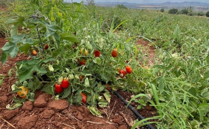 Operação descobre furto diário de 40 mil litros de água para irrigar plantação de tomates