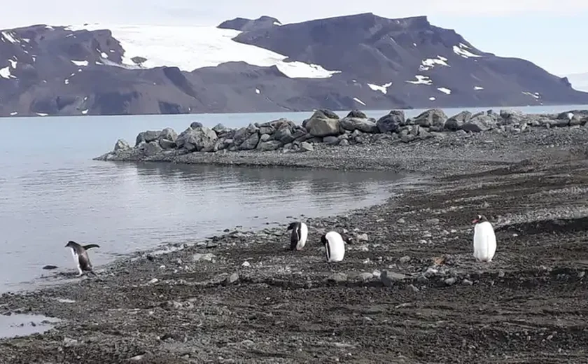 Mapeamento inédito revela extensão de área livre de gelo na Antártica
